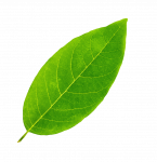 Reflexa-nachhaltig-Blatt-2